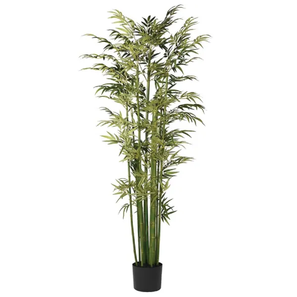 Tall Bamboo Tree in Black Plastic Pot