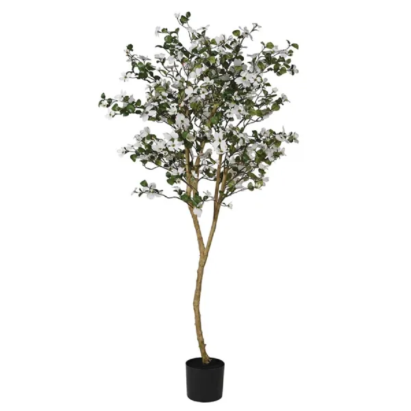 White Dogwood Tree in Black Plastic Pot