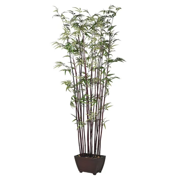 Dark Bamboo Tree in Footed Planter