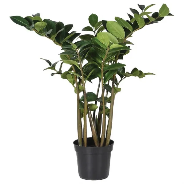 Zamioculcus Plant In Pot