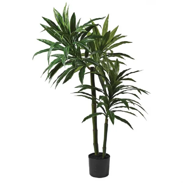5ft Green Dracaena Plant