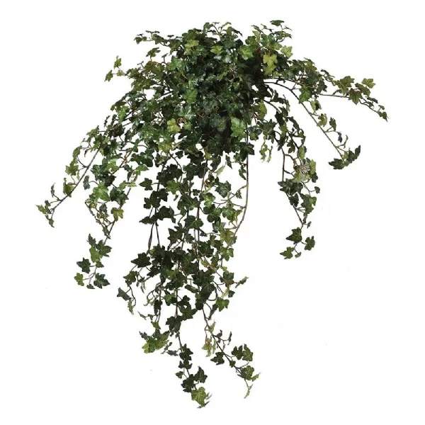 Lace Ivy Plant In Pot