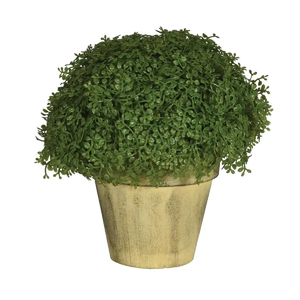 Baby's Tear in Pot