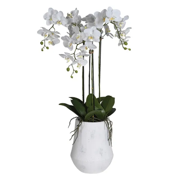 Soft Touch Phalaenopsis Orchid in White Pot