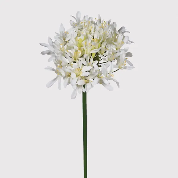 White Agapanthus Spray