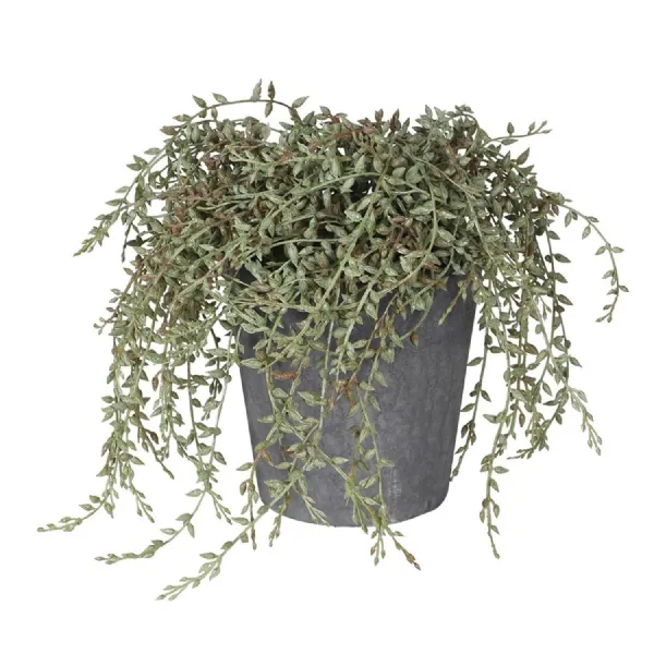Senecio Radican in Grey Pot