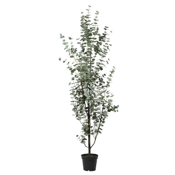 Tall Eucalyptus Tree in Black Plastic Pot