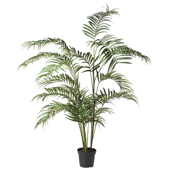 Large Palm Tree in Black Plastic Pot