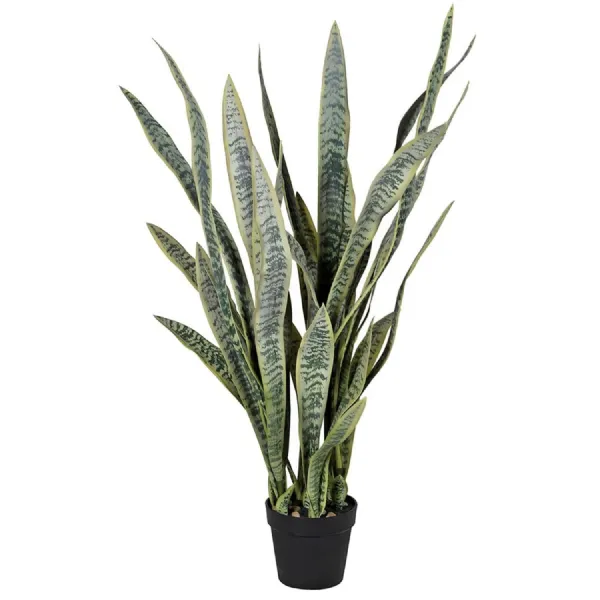 Large Sansevieria in Black Plastic Pot