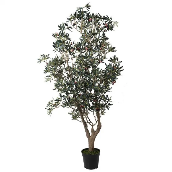 Olive Tree In Black Pot