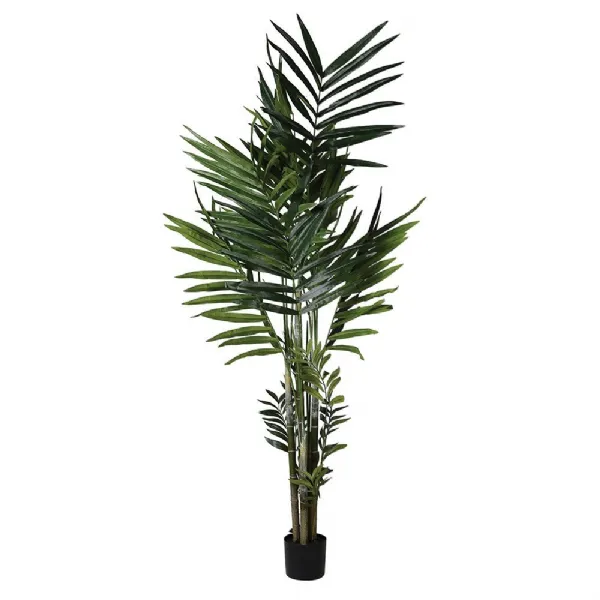 Large Tall Green Kentia Palm In Black Plastic Pot 210cm Tall