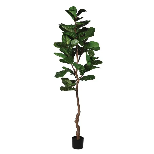 Fiddle Leaf Plant in Black Plastic Pot