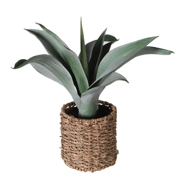 Agave Plant in Rattan Pot