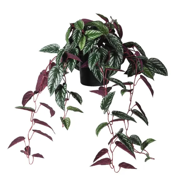 Variegated Burgundy Hanging Cissus Discolor Begonia in Plastic Pot