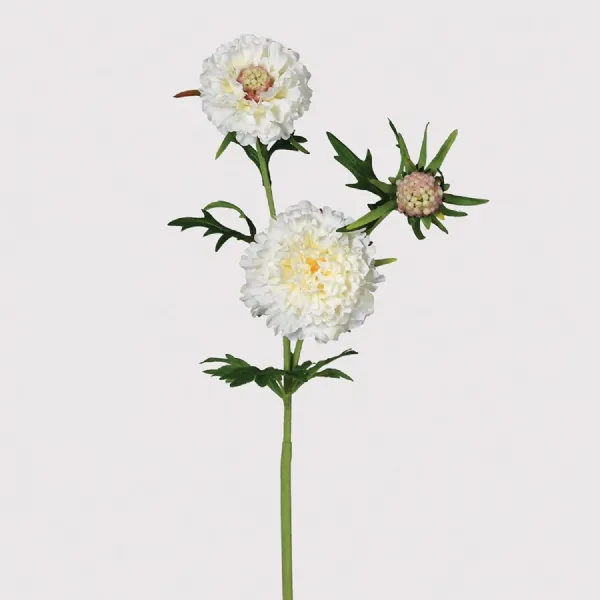 White Scabiosa Spray with Leaves