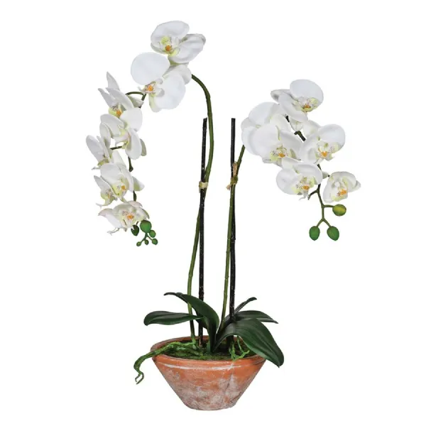 White Phalaenopsis Orchid in Terracotta Pot