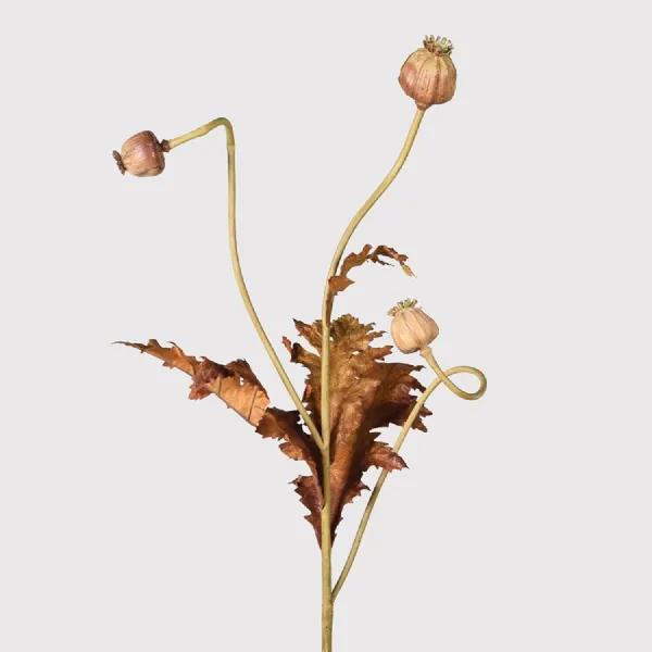 Brown and Pink Poppy Seed Stem with Leaves