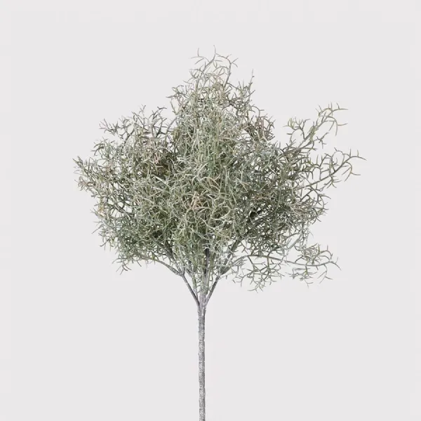 Spanish Moss Bush