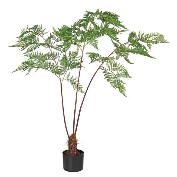 Sword Fern Plant in Black Plastic Pot