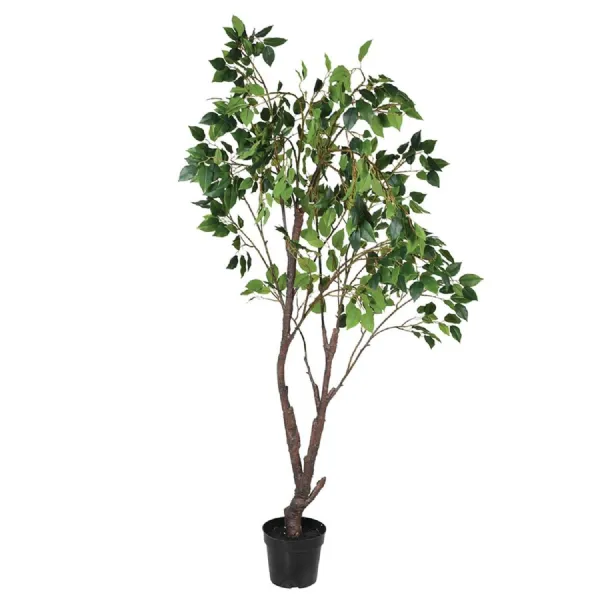 Two tone Ficus Tree in Black Pot