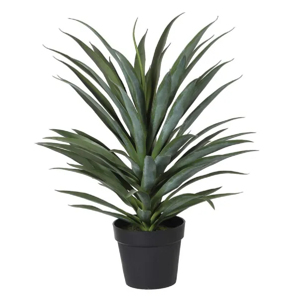 Yucca Plant in Black Plastic Pot