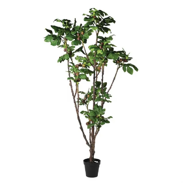 Fig Plant In Pot