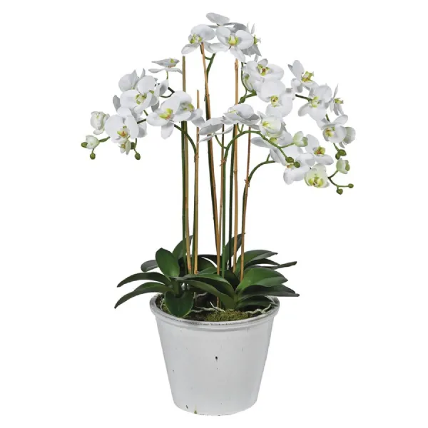 Phalaenopsis Orchid in White Ceramic Pot