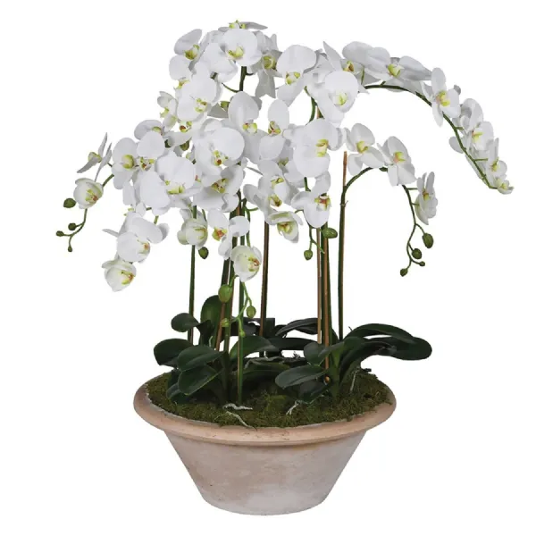 Soft Touch White Orchid in Large Clay Pot