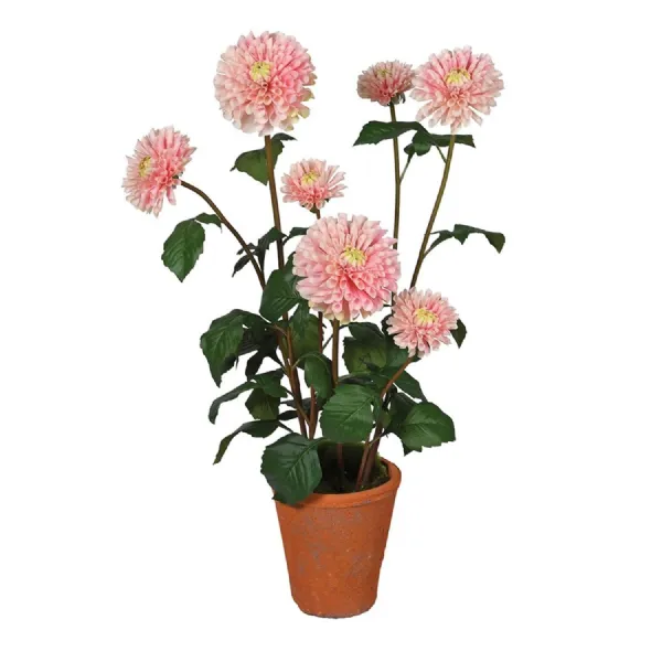 Pink Pom Pom Dahlia in Terracotta Pot