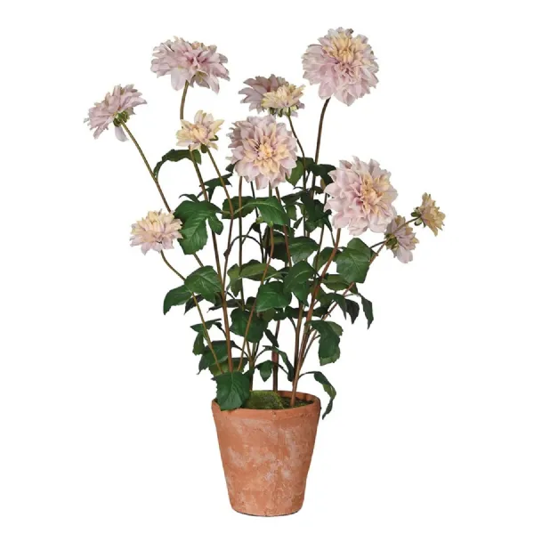 Cafe Au Lait Dahlia in Terracotta Pot