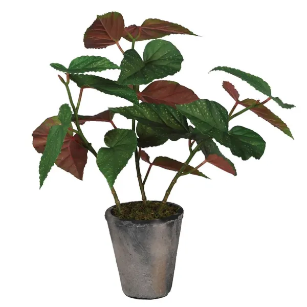 Spotted Begonia in Grey Pot