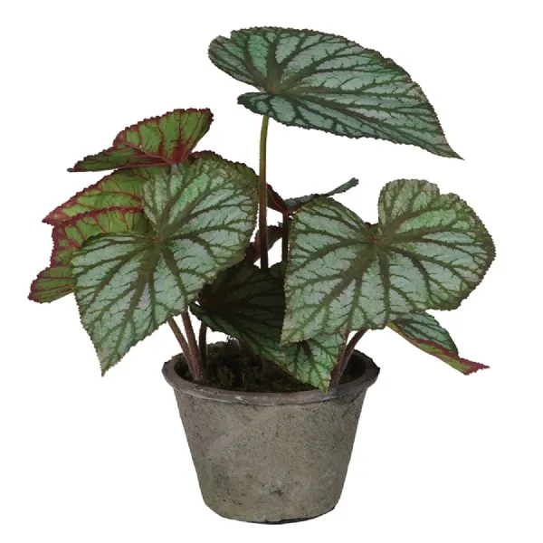 Begonia Rex in Ceramic Pot