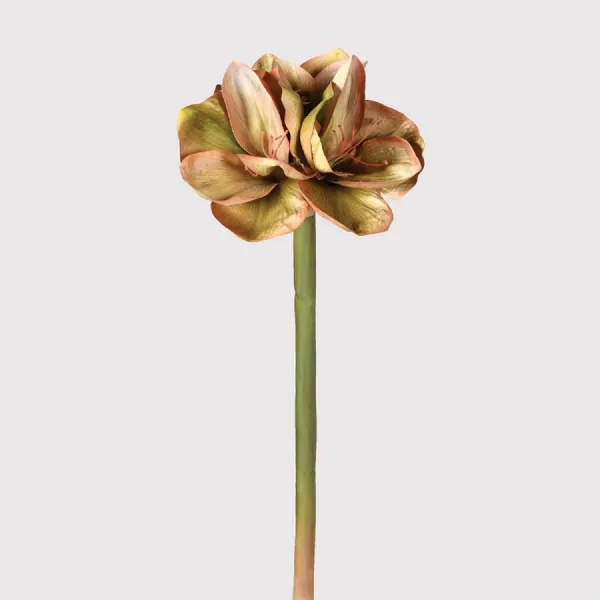 Pink and Green Amaryllis Stem