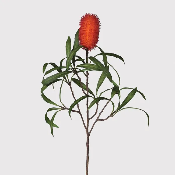 Red Protea Stem with Leaves