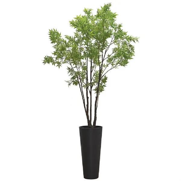 Tall Green Acer Plant In Black Pot