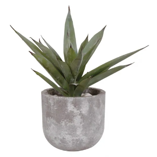 Aloe Vera In Grey Cement Pot