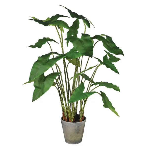 Large Zebra Plant in Rustic Grey Pot