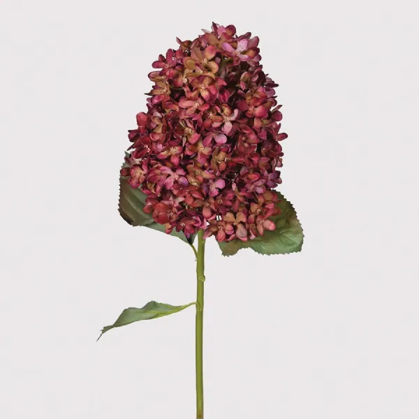 Large Damson Dry Look Paniculata Hydrangea with Leaves