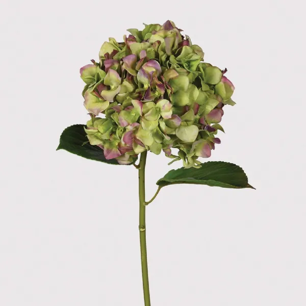 Real Feel Pistachio and Aubergine Hydrangea with Leaves