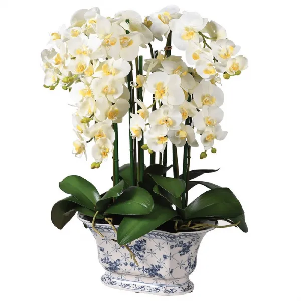 White Phalaenopsis Orchid In Chinoisery Pot