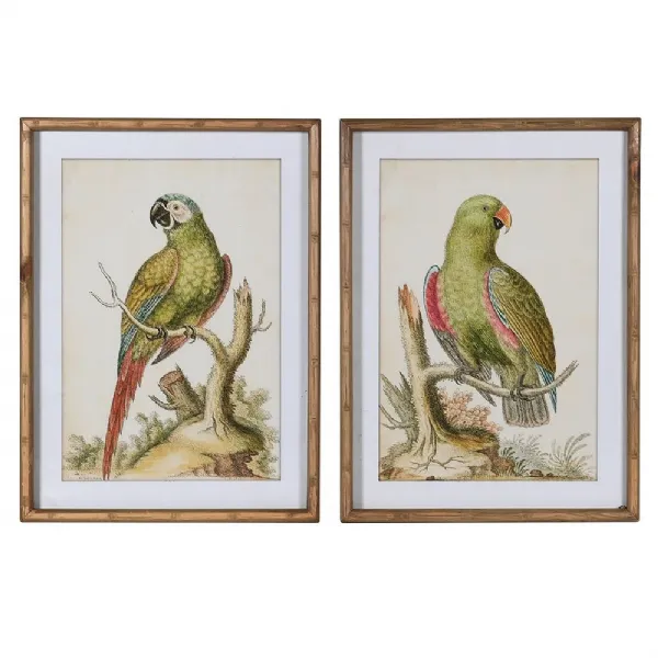 S 2 Parrot Pictures