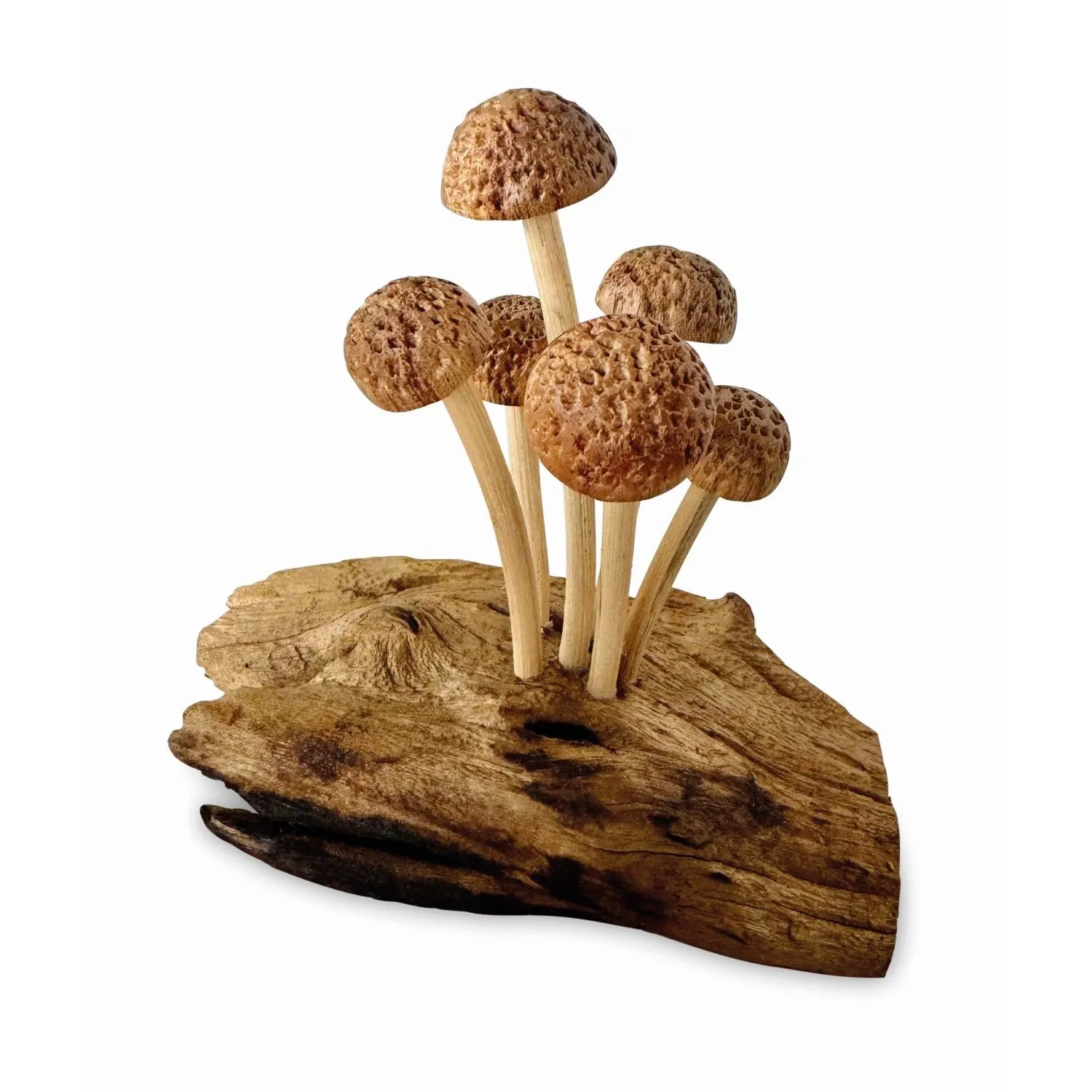 Skinny Mushroom Forest Skinny Mushroom Forest